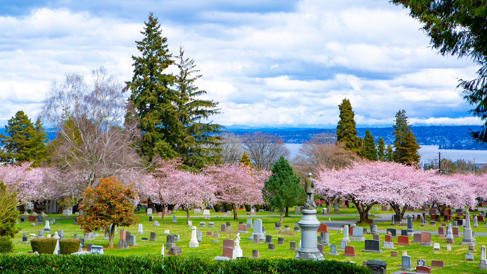 view over cemetery past flowering plum trees and to the lake